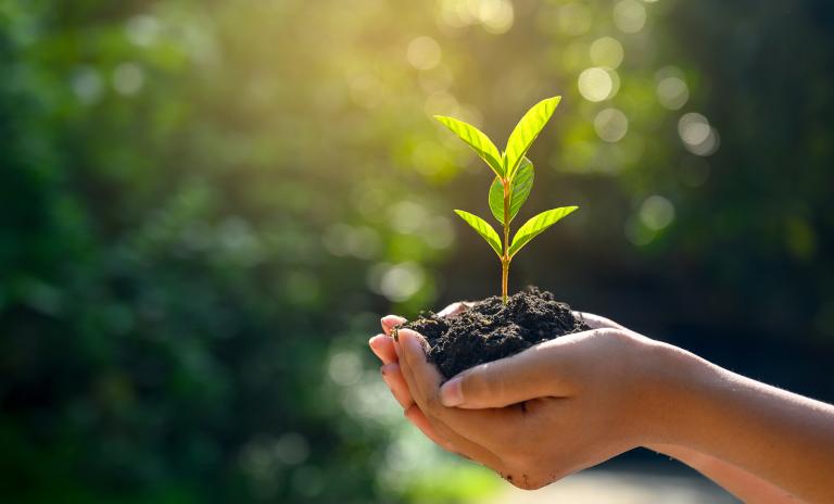 Natural flavor supply chains are fundamentally different from their synthetic counterparts