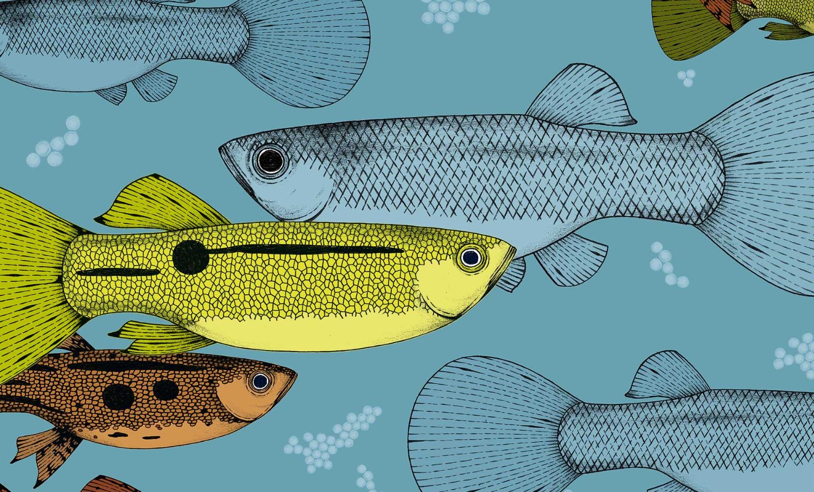 A guppy (poeciliidae) male adapts its brightness depending on the risk present in its environment.