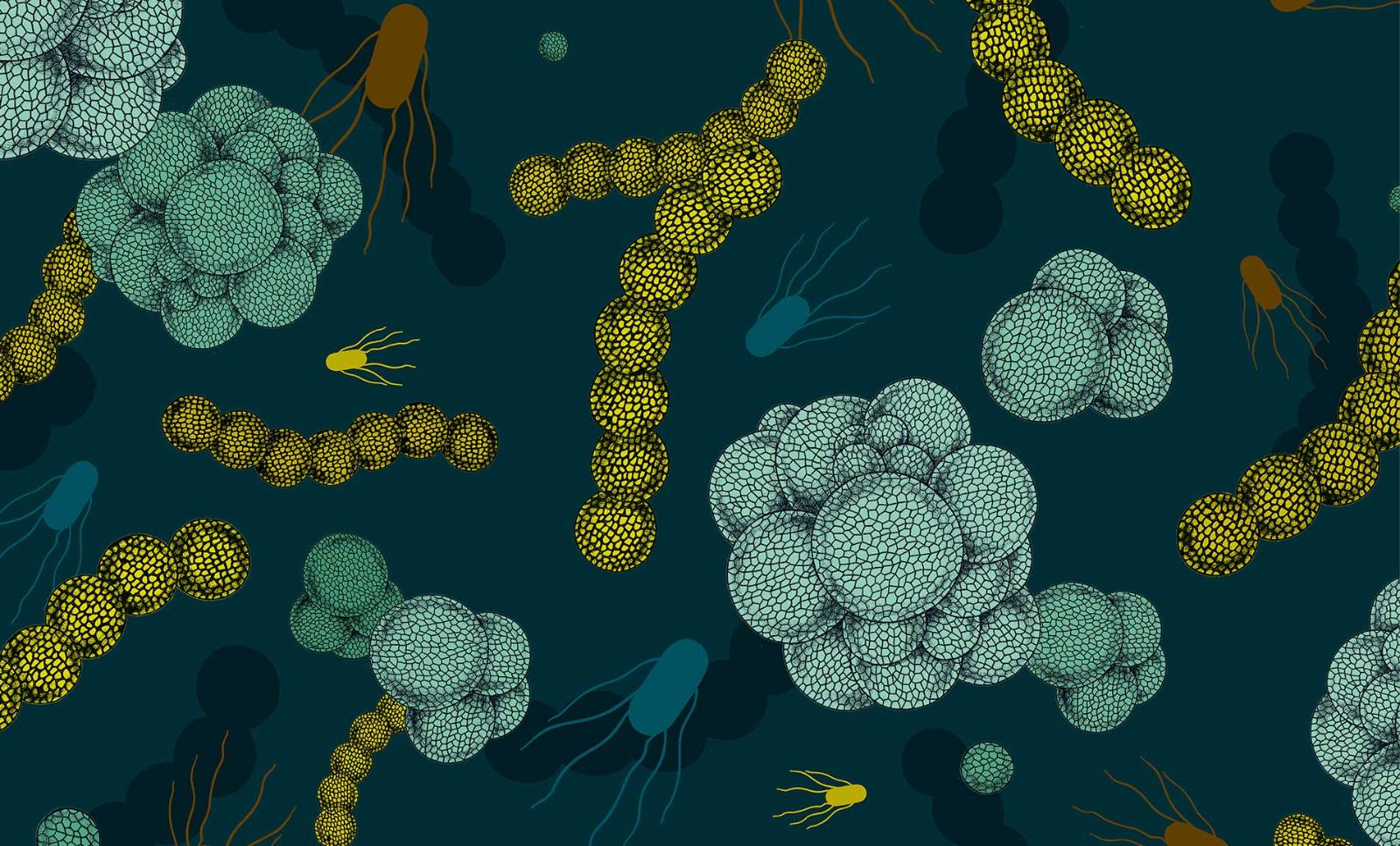Escherichia coli (e. coli) spreads genetic material horizontally through an existing population.