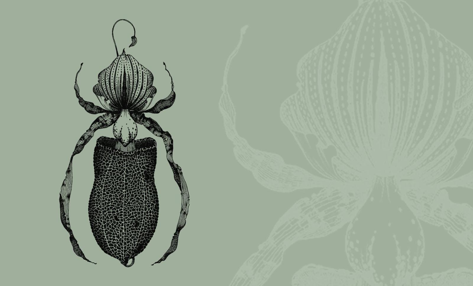The labellum (lower petal) of the orchidaceae family draws pollinators with both color and shape.