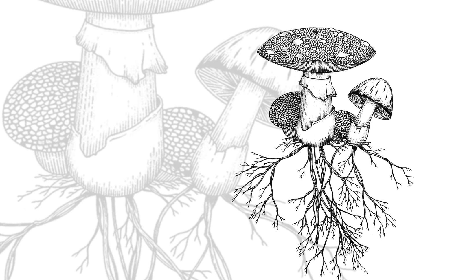 Mycelium produces two types of spores, one for sexual reproduction, the other asexual.