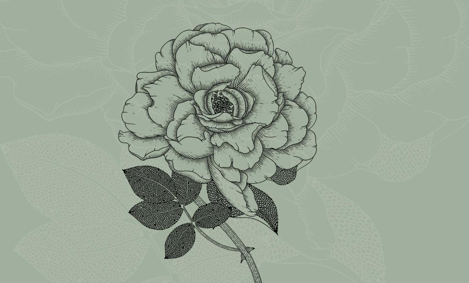 The rose (rosaceae) uses color to draw in pollinators while thorns discourage predators.