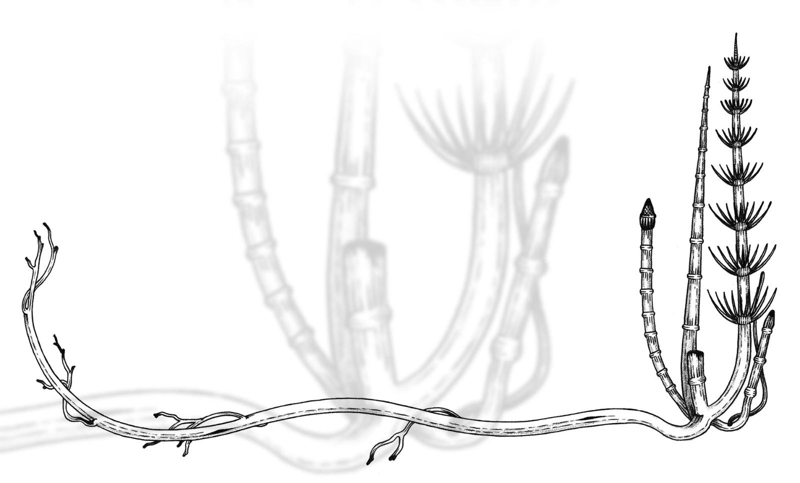 The now extinct calamite once grew 30 meters high with a one meter diameter.