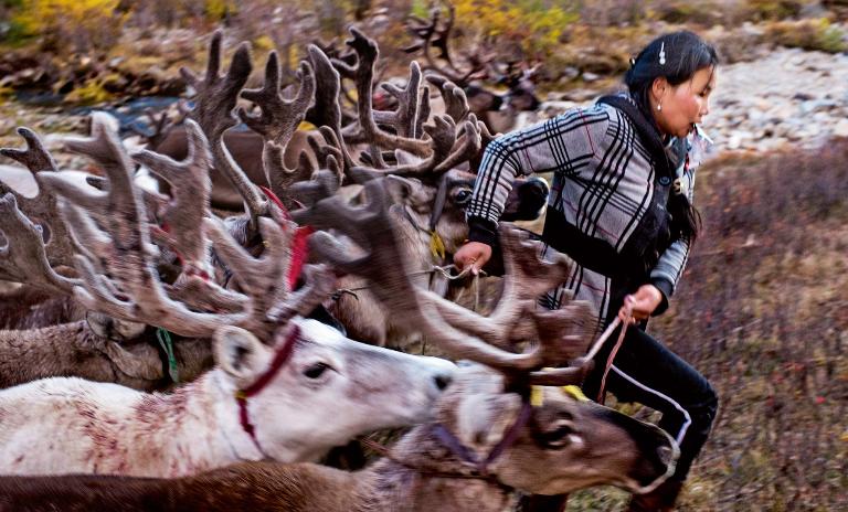 A female member of the nomadic Tsaatan tribe herds a group of reindeer through a field