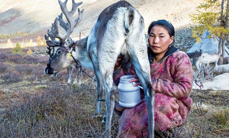 A female member of the nomadic Tsaatan tribe crouches next to a reindeer she is milking