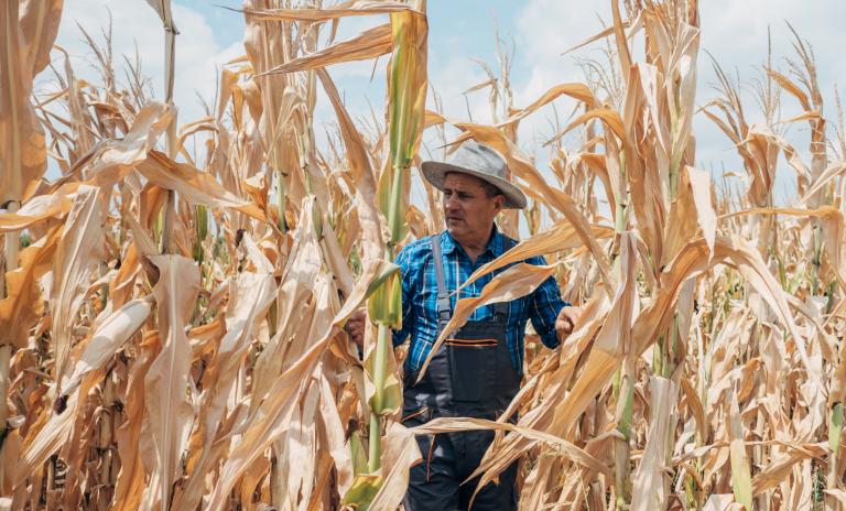 male farmer in corn field