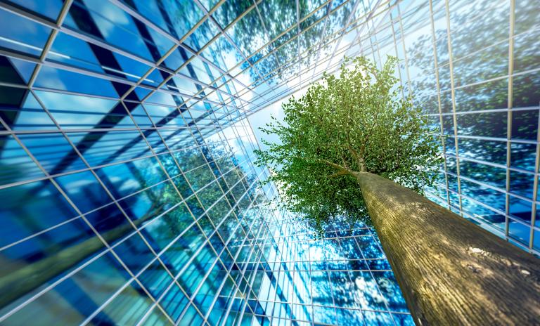 green tree surrounded by glass building.
