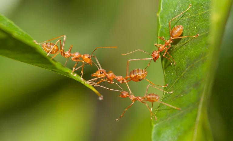 Ants as quick-change artists: Companies can learn from them to act with higher flexibility.