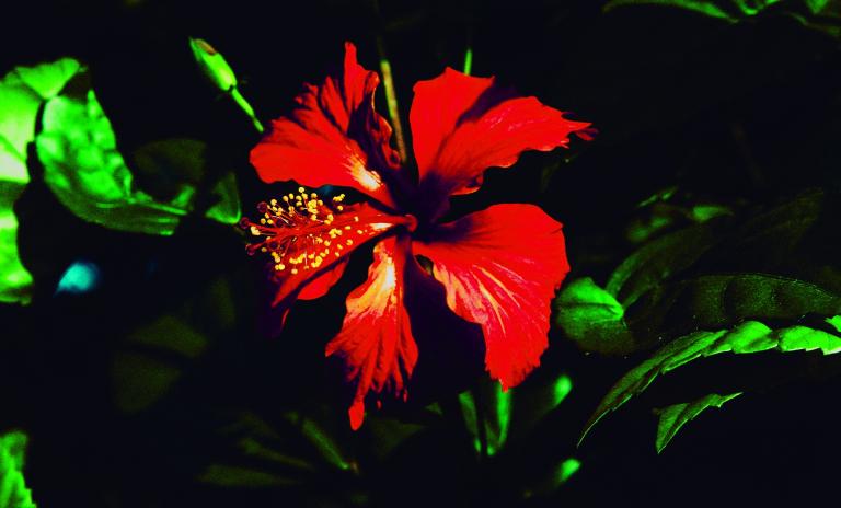 A close-up of a red hibiscus flower surrounded by dark green foliage.