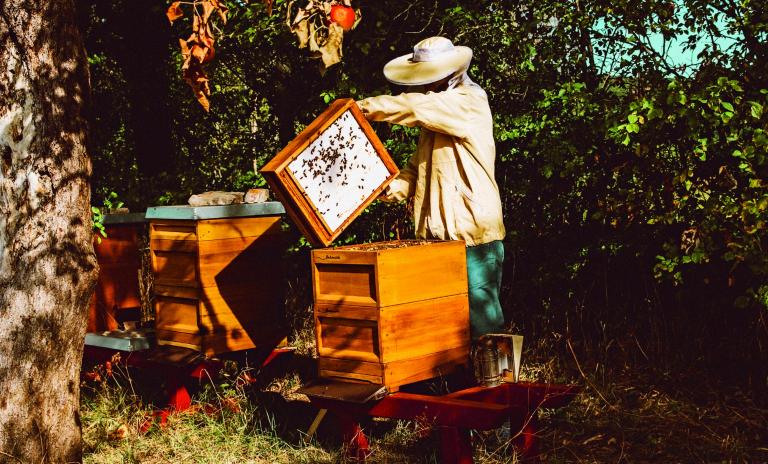 A beekeeper in a garden surrounded by trees and a blue sky removing a tray of bees from the hive.