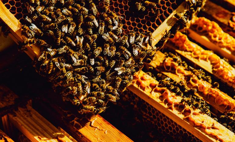 A close-up of bees and honeycomb on the tray of a beehive.