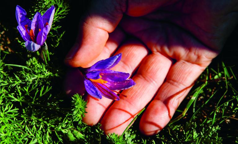 A close-up of a hand resting on a lawn in sunlight, thumb and forefinger touching one of two crocuses.