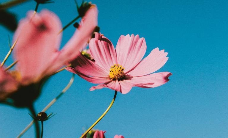 Nahaufnahme von rosafarbenen Blüten vor blauem Himmel.