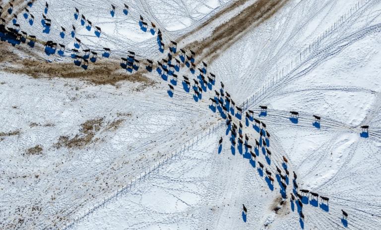 Draining activity: From alfalfa crops in northern Arizona to cattle ranching in the Upper Basin area of Colorado and Utah, agriculture's high water needs make it the most demanding sector on the Colorado River's reserves.