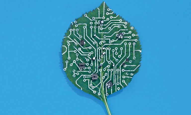 Plant with plate by Sarah Illenberger