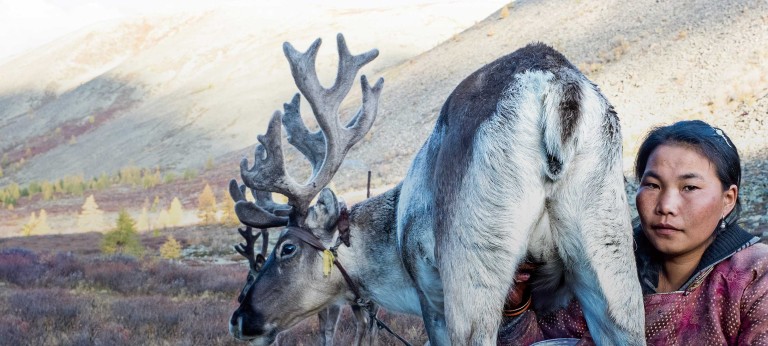 A female member of the nomadic Tsaatan tribe crouches next to a reindeer she is milking