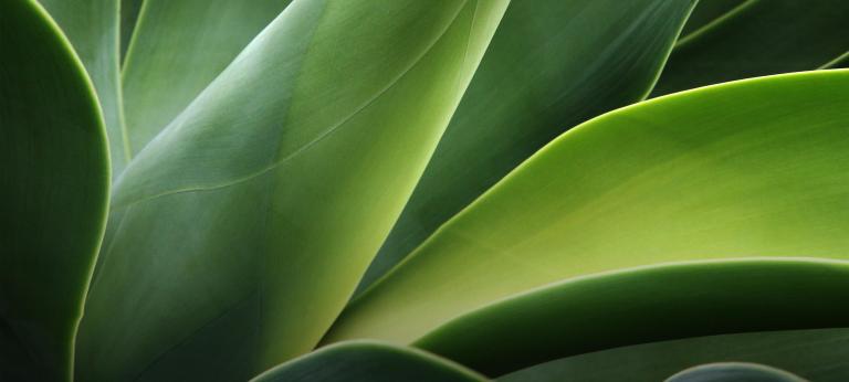 Green leaves