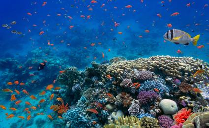 Biodiversity valuation