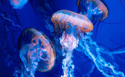 Agentic AI: Strengthening sustainability and corporate resilience
