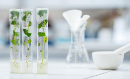Genetically modified organisms in food and beverages