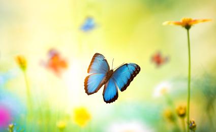 The Butterfly Principle