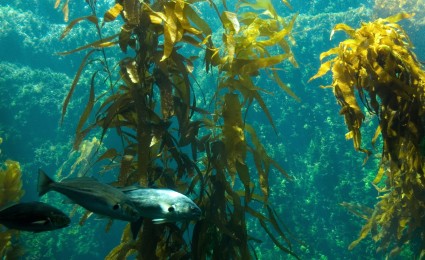 Ecosystem services valuation of a kelp forest in Namibia
