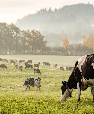 Agriculture & Ingredients