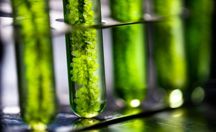 Investment opportunities in Southeast Asia’s biofuel sector
