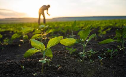 Regenerative agriculture