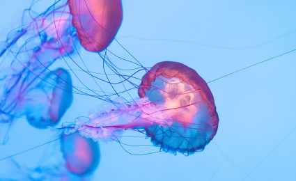 The adaptive enterprise