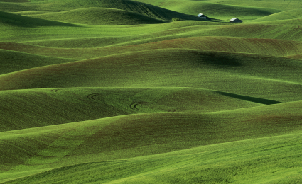 Plant protein supply not keeping with demand. Can the pea save it?