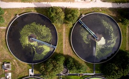 Bloom or bust: Unpacking the growth potential of the algae market 