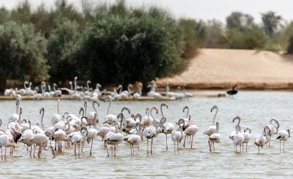 Unveiling the economic value of ecosystem services in the UAE's coastal lagoons