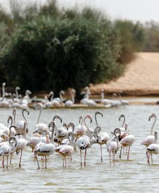 Unveiling the economic value of ecosystem services in the UAE's coastal lagoons