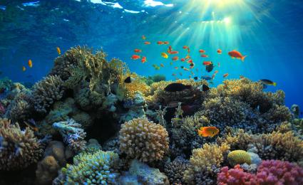 Balancing conservation and growth - A framework for protecting Red Sea biodivers