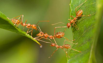 Simple smarts spark resilience