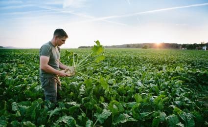Transformation in the European sugar industry